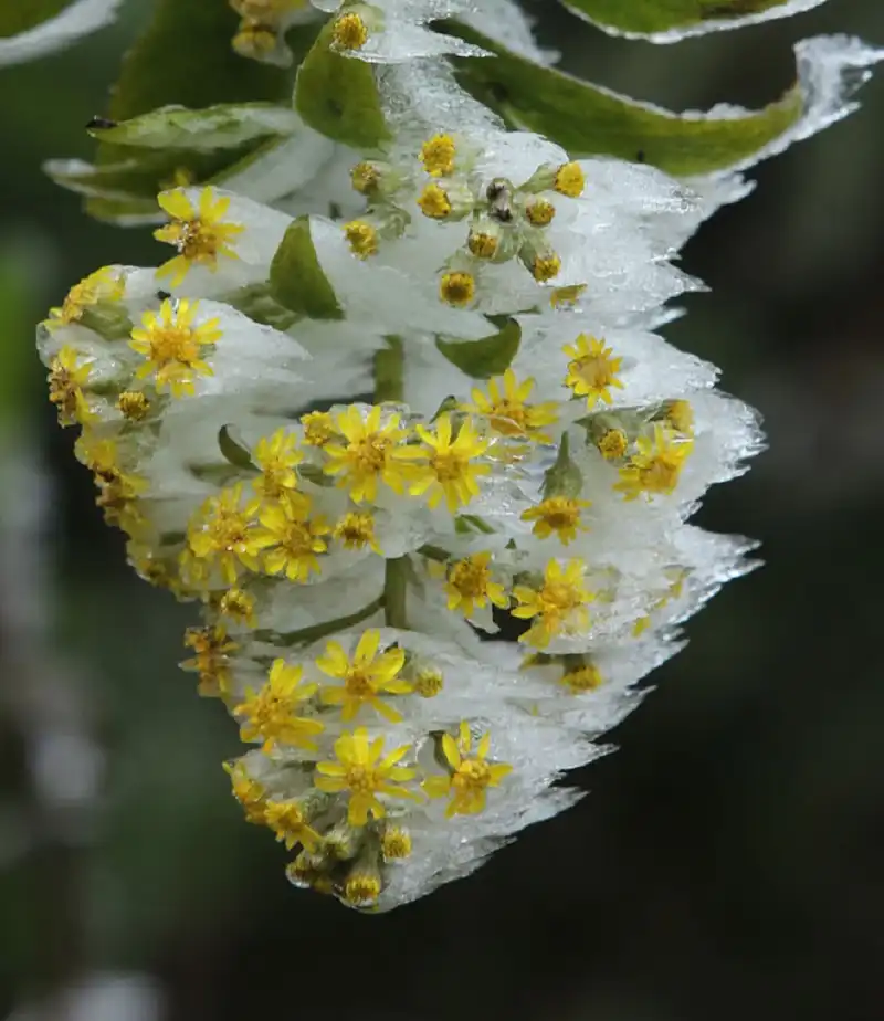 wanderlusttips- sapa-cao-bang-trang-xoa-boi-bang-gia-6