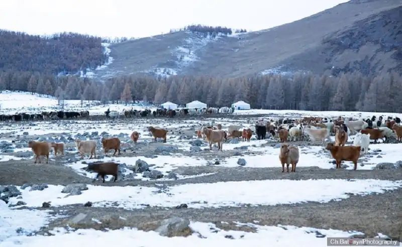 Thảo nguyên tuyết trắng ở Mông Cổ 12 wanderlusttips-thao-nguyen-tuyet-trang-o-mong-co-7