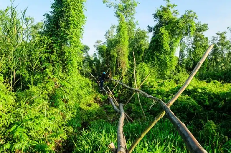 Về miền Tây đi cầu khỉ, băng rừng U Minh Thượng 8 wanderlusttips-ve-mien-tay-di-cau-khi-bang-rung-u-minh-thuong-3