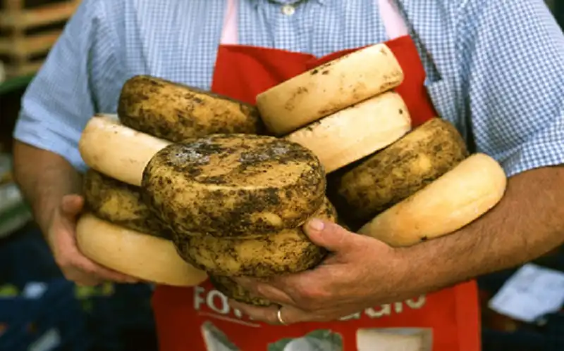 DJ0NHT pecorino cheese,Alessandro Pardini,lucca,tuscany,italy