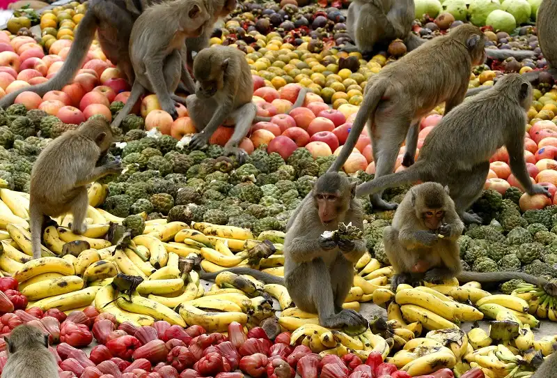 epa03485491 Monkeys eat fruit during the Monkey Buffet Festival at the Phra Prang Sam Yod temple in the city of Lopburi, North of Bangkok, Thailand, 25 November 2012. The Monkey Buffet Festival is held every year on the last Sunday of November to promote tourism in Lopburi, well known as monkey city. About 4,000 kilogram of fruit including sweetmeat and soft drinks were offered in a banquet for monkeys which inhabit the city, as a way of thanking them for drawing tourists to the town. Otherwise the monkeys are considered a nuisance pulling down aerials and stealing food from street vendors. EPA/NARONG SANGNAK ** Usable by LA Only **