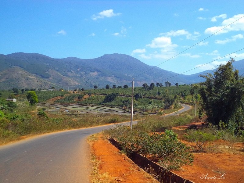 Cao nguyên Di Linh mộc mạc đầy sức hút