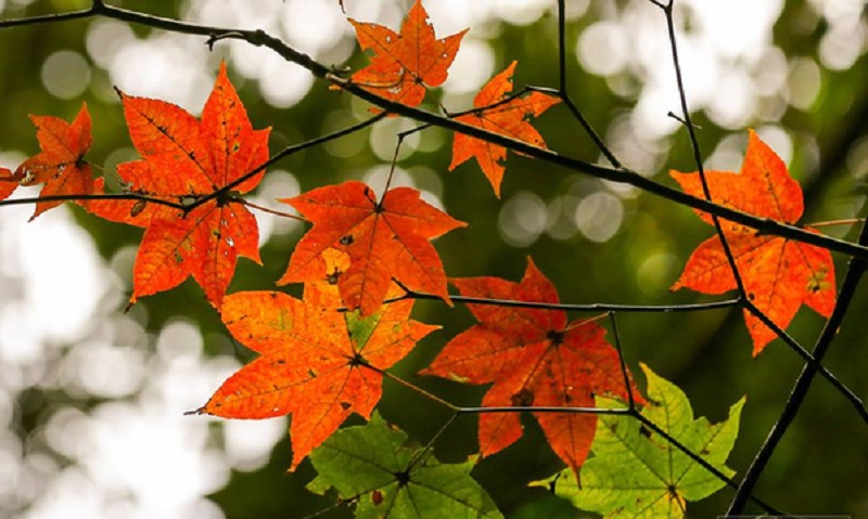 Du lịch Đà Lạt ngắm lá phong rực rỡ ngày chớm đông