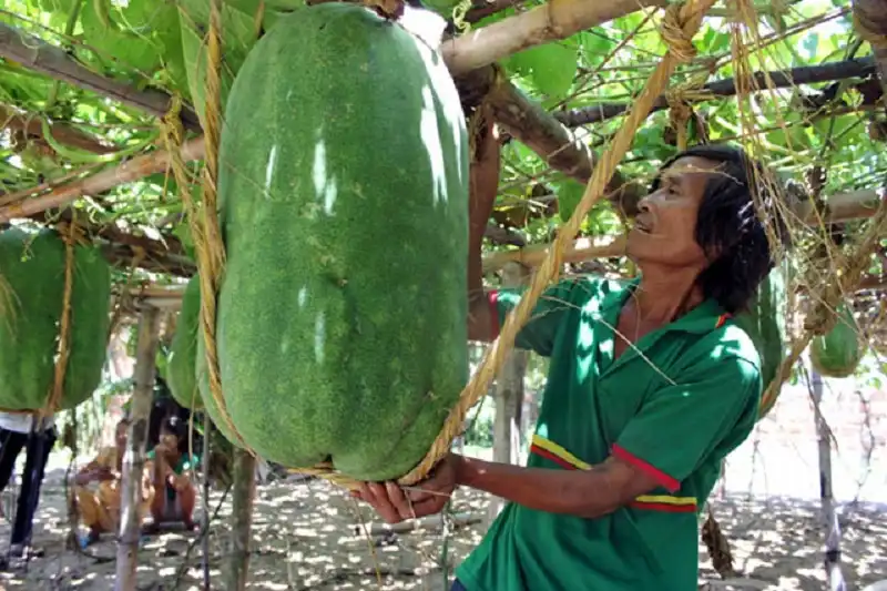 Bình Ð?nh vào mùa thu ho?ch bí dao "kh?ng l?"