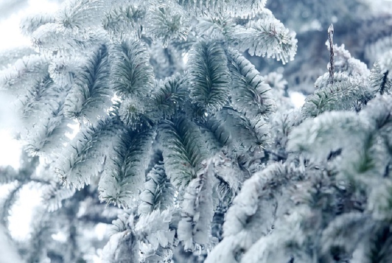 Sapa, Cao Bằng trắng xóa bởi băng giá