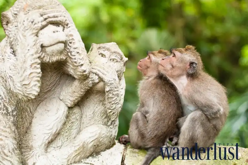 28.Wanderlusttips-Monkey-Forest