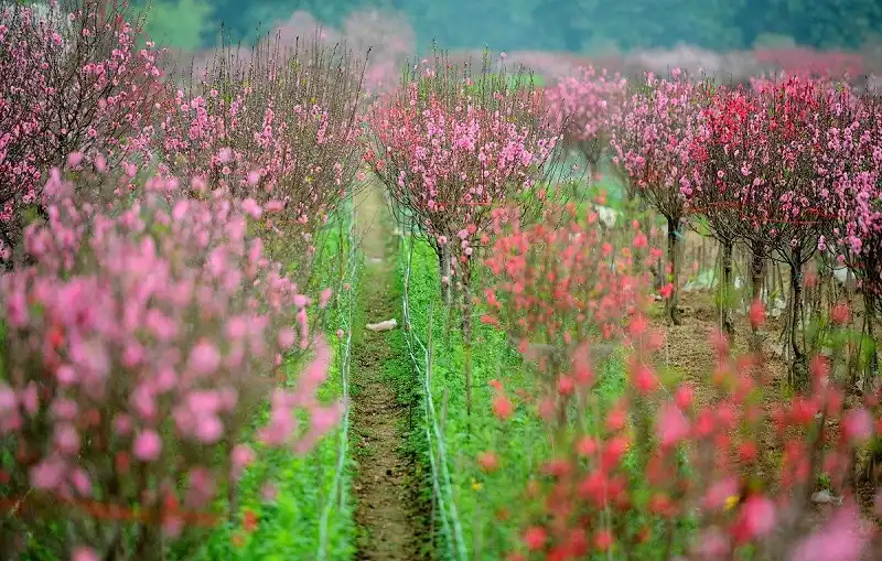 5-ly-do-den-ha-noi-wanderlusttips1