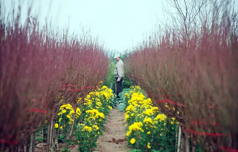 5-ly-do-den-ha-noi-wanderlusttips4