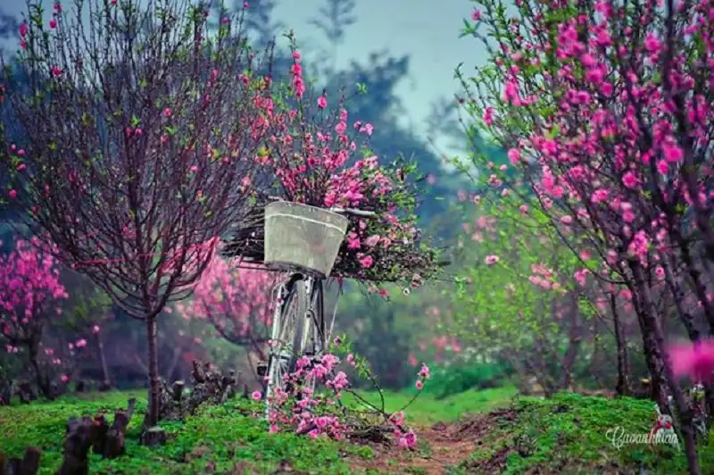 8-diem-du-xuan-wanderlusttips1