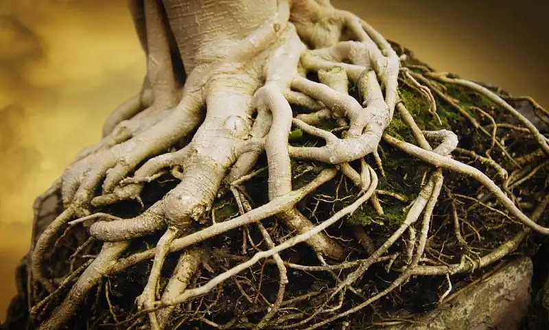 8 từ tiếng Anh bạn không nên sử dụng khi đi du lịch 8 Gnarled Tree Roots --- Image by © Royalty-Free/Corbis