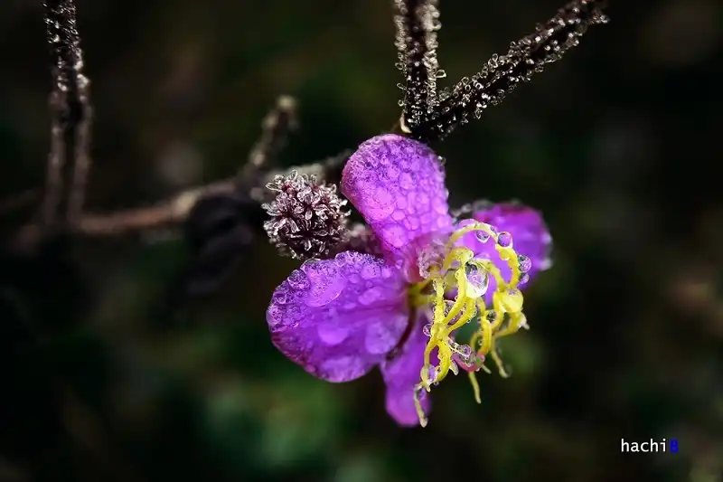 dinh-nhiu-co-san-ngay-bang-tuyet-4