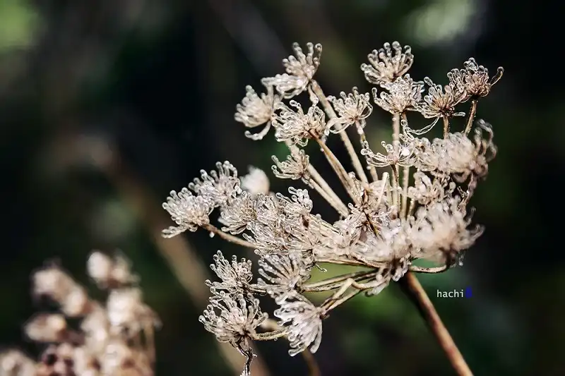 dinh-nhiu-co-san-wanderlusttips1