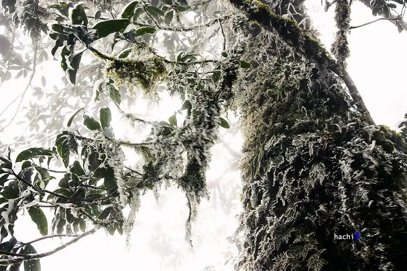 dinh-nhiu-co-san-wanderlusttips5