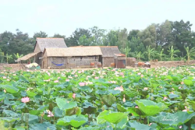 Về Đồng Tháp bình dị ngày giáp Tết 11 dong-thap-wanderlusttips6