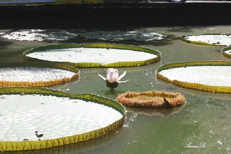 Về Đồng Tháp bình dị ngày giáp Tết 12 dong-thap-wanderlusttips7