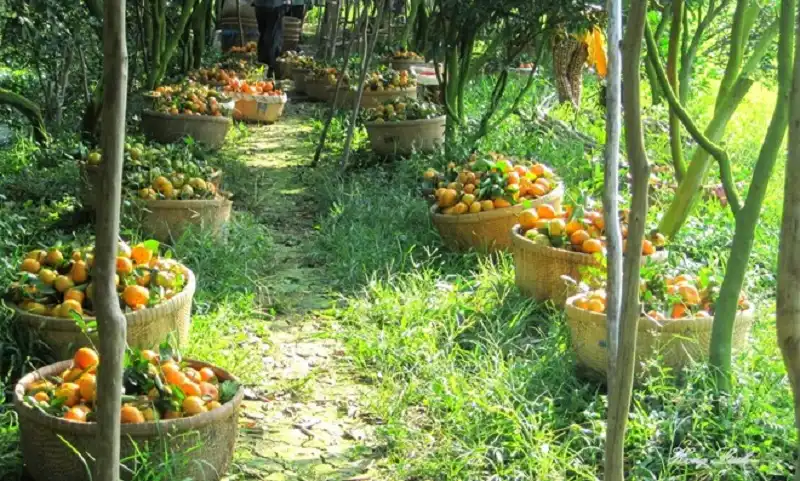 Về Đồng Tháp bình dị ngày giáp Tết 14 dong-thap-wanderlusttips9