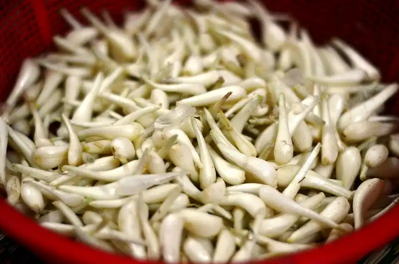 Mùa kiệu Tết 6 dsc_0607