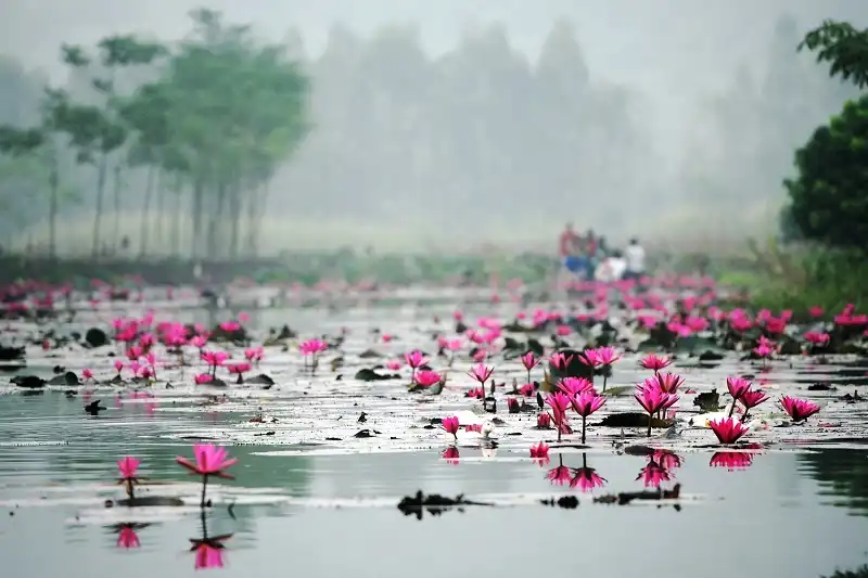 hoa-sung-mua-suoi-yen-wanderlusttips2