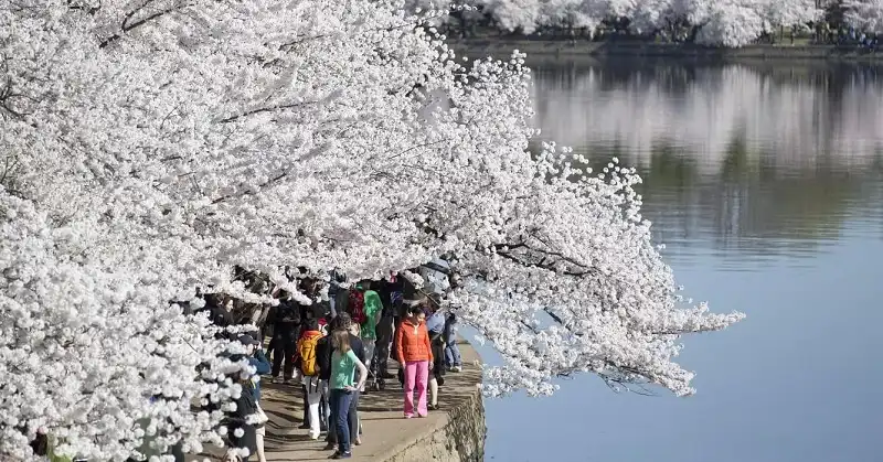 Ghé thăm những xứ sở anh đào trong mùa xuân 5 nhung-coi-ru-tinh1
