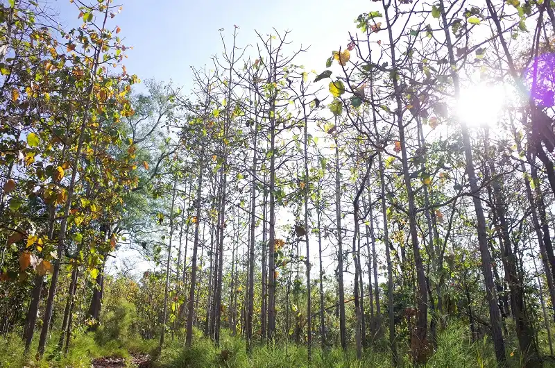 rung-khop-tay-nguyen-wanderlusttips1