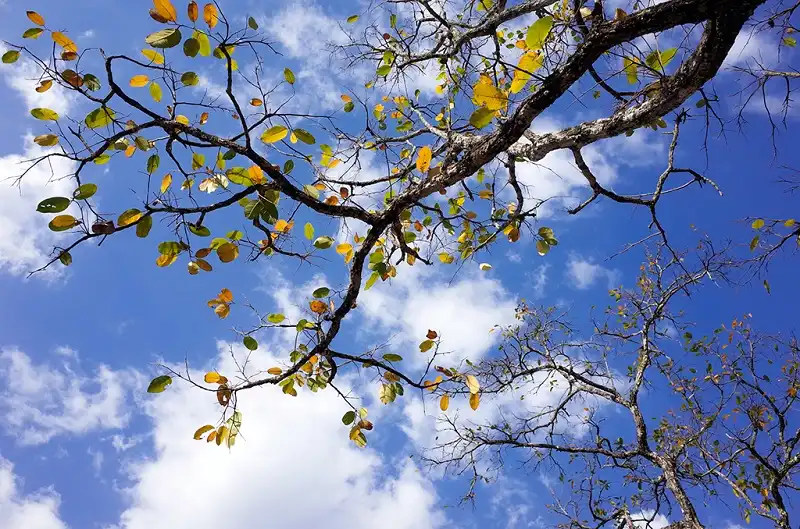 rung-khop-tay-nguyen-wanderlusttips2