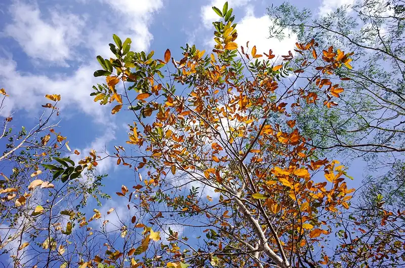 rung-khop-tay-nguyen-wanderlusttips3