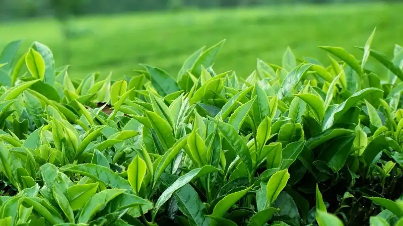 8 đồi chè đẹp như tranh ở Việt Nam 7 Xanh mướt.