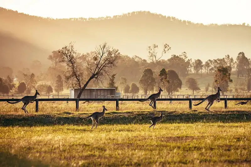 Những điểm đến ngọt ngào mùa hoa trái 8 uc-chau-ngot-ngao-mua-hoa
