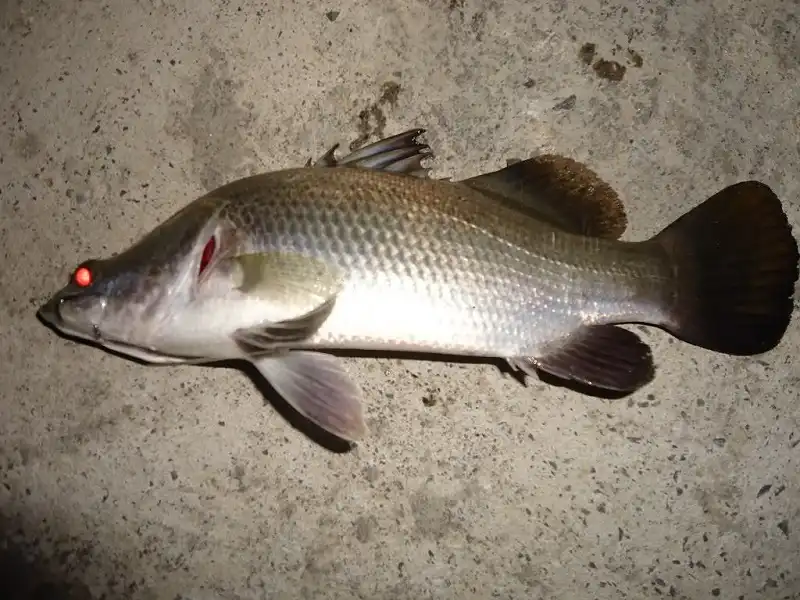 wanderlusttips-4-mon-hiem-co-kho-tim-dip-tet-nguyen-dan-3