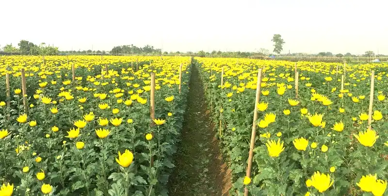 6 chợ hoa Tết nổi tiếng Hà Thành 6 wanderlusttips-6-cho-hoa-tet-noi-tieng-ha-thanh-2