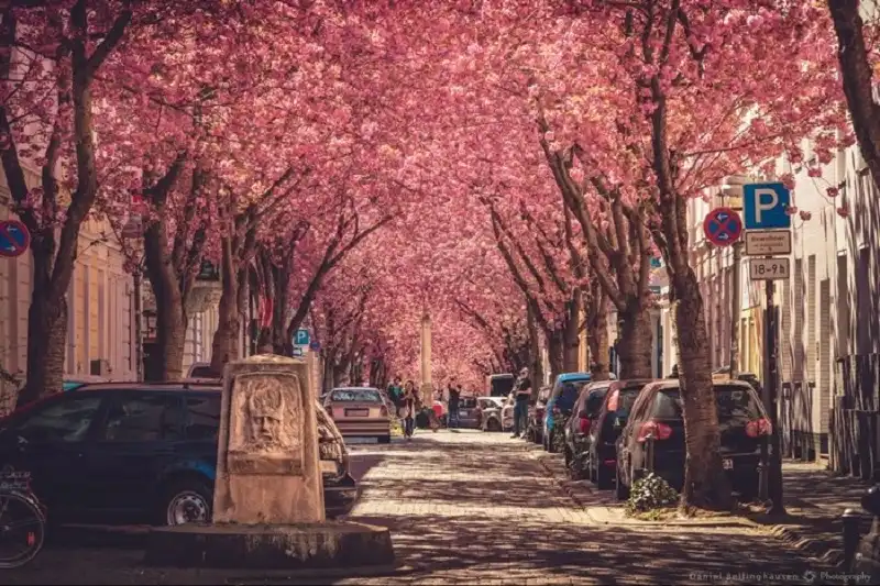 wanderlusttips-con-duong-hoa-anh-dao-tren-the-gioi-5