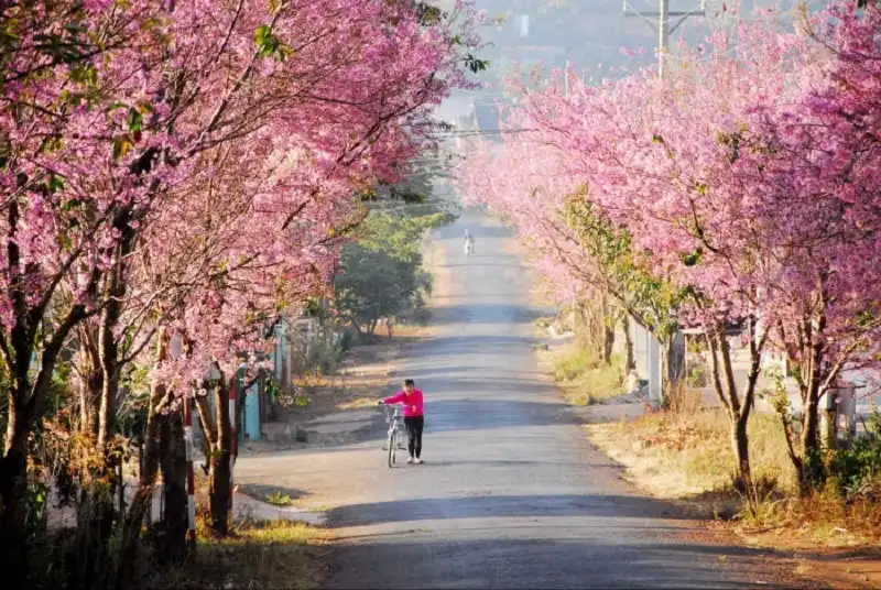 wanderlusttips-con-duong-hoa-anh-dao-tren-the-gioi-6