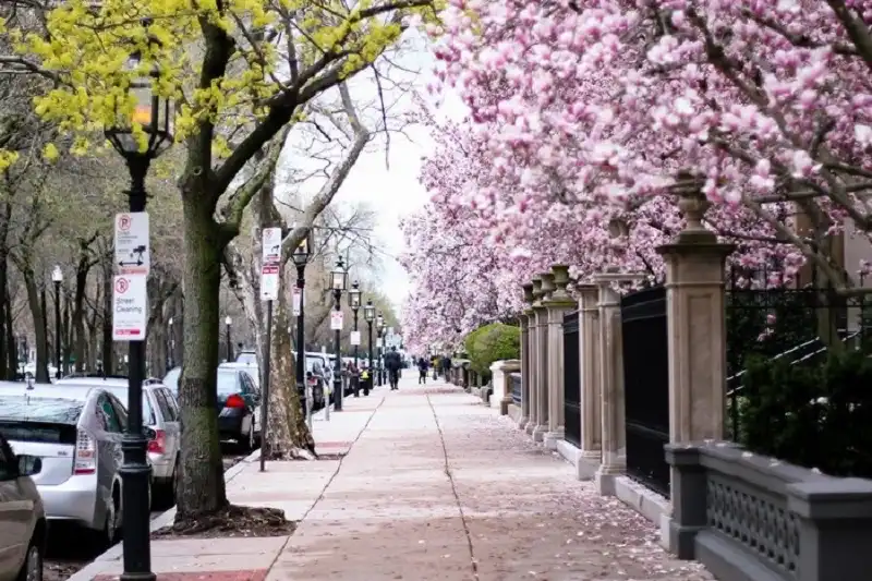 wanderlusttips-con-duong-hoa-anh-dao-tren-the-gioi