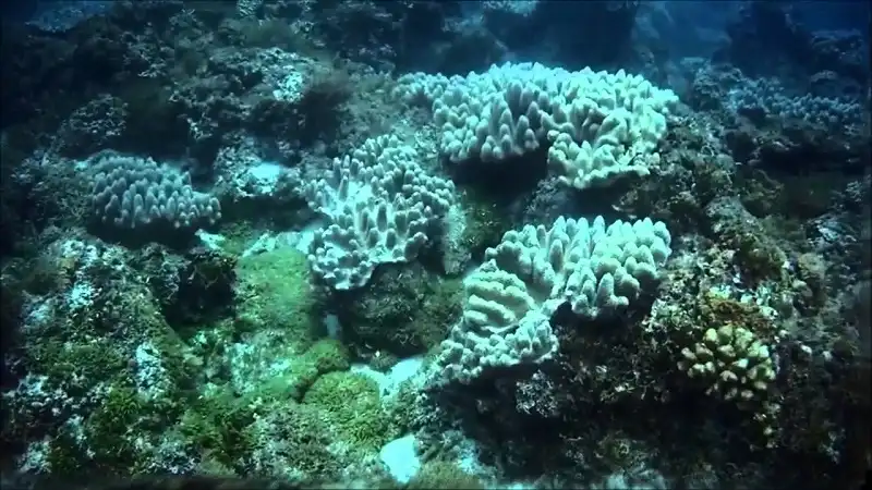 Ghé thăm đảo Bé - Thiên đường nhỏ của Lý Sơn 6 wanderlusttips-dao-be-ly-son