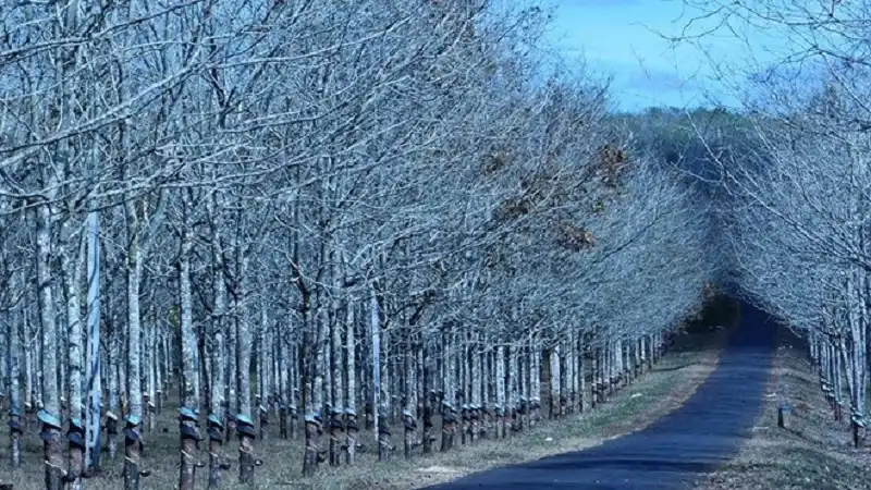 wanderlusttips-dep-me-hon-rung-cao-su-trong-mua-thay-la-o-gia-lai-5