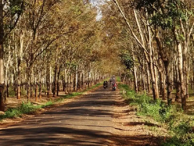 wanderlusttips-dep-me-hon-rung-cao-su-trong-mua-thay-la-o-gia-lai-8