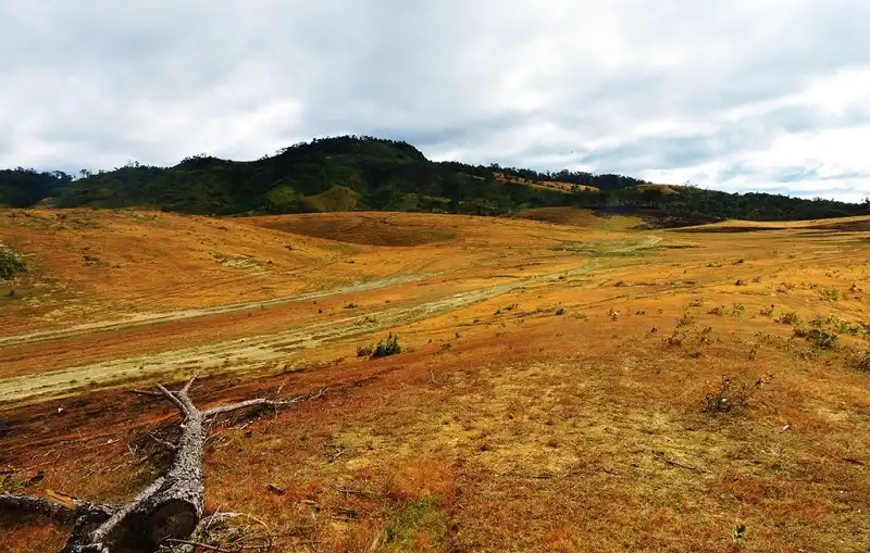 wanderlusttips-doi-cay-ta-nag-lam-dong-6