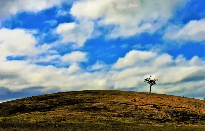 wanderlusttips-doi-cay-ta-nag-lam-dong-7