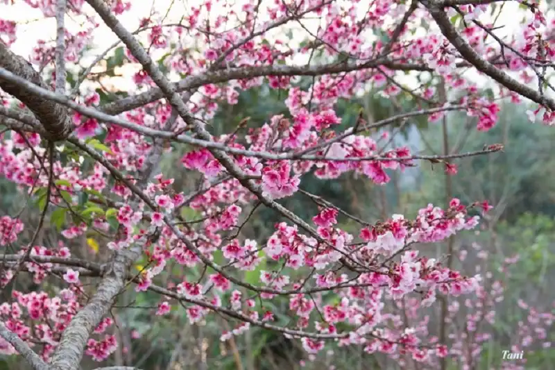 wanderlusttips-hoa-anh-dao-o-dien-bien-1