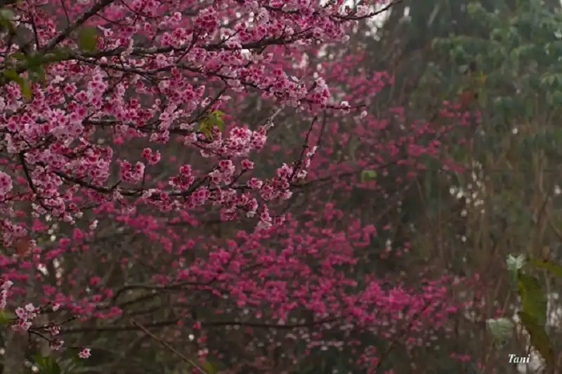 wanderlusttips-hoa-anh-dao-o-dien-bien