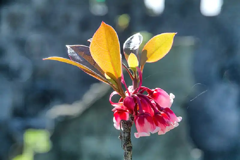 wanderlusttips-hoa-dao-chuong-ba-na-6