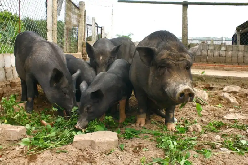 Những đặc sản làm say lòng du khách ở Tuyên Quang 7 wanderlusttips-mon-ngon-tuyen-quang-4