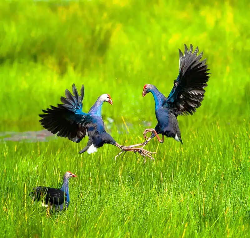 wanderlusttips-nhung-diem-du-lich-gan-sai-gon-8