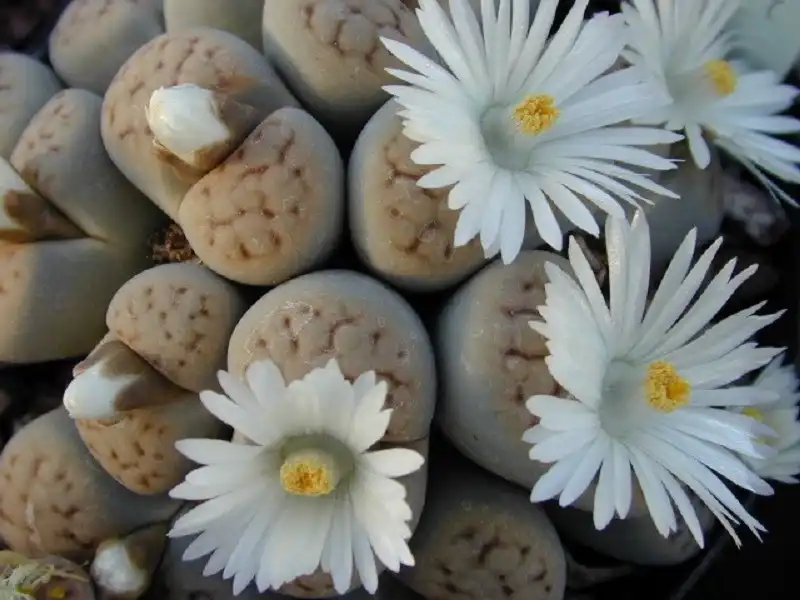 wanderlusttips-nhung-loai-hoa-co-ten-doc-la-11