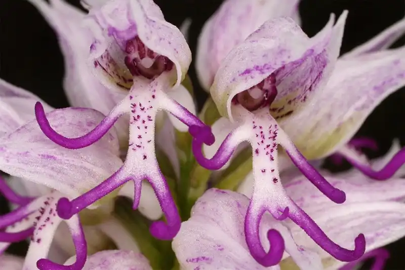 wanderlusttips-nhung-loai-hoa-co-ten-doc-la-3