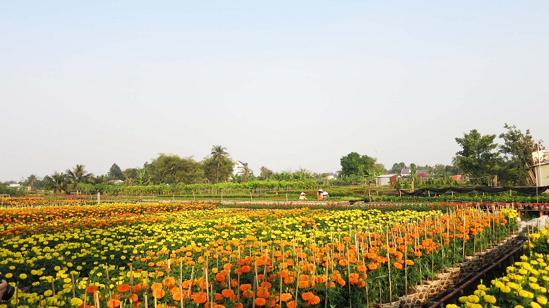 4 địa điểm ngập sắc xuân ở Đồng Tháp 5 4 diem ngap sac hoa wanderlusttips1