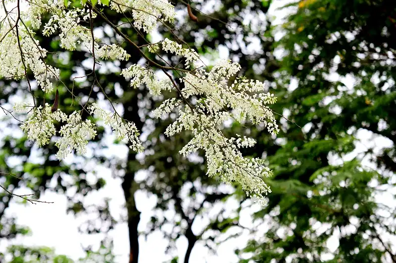 5 lý do nên đến Hà Nội vào mùa xuân 8 5-ly-do-den-ha-noi-wanderlusttips3