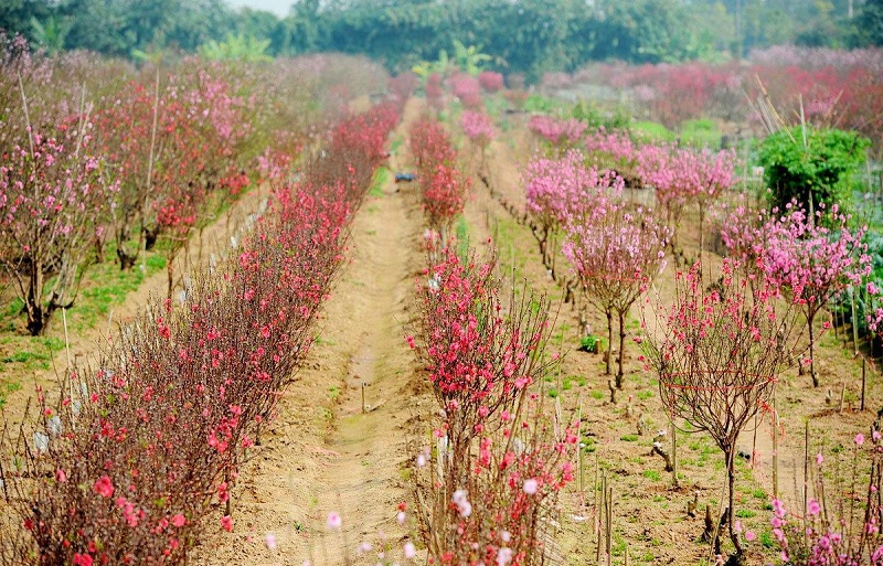 7 phong tục truyền thống cho năm mới may mắn