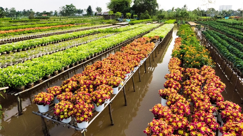 Về Đồng Tháp bình dị ngày giáp Tết