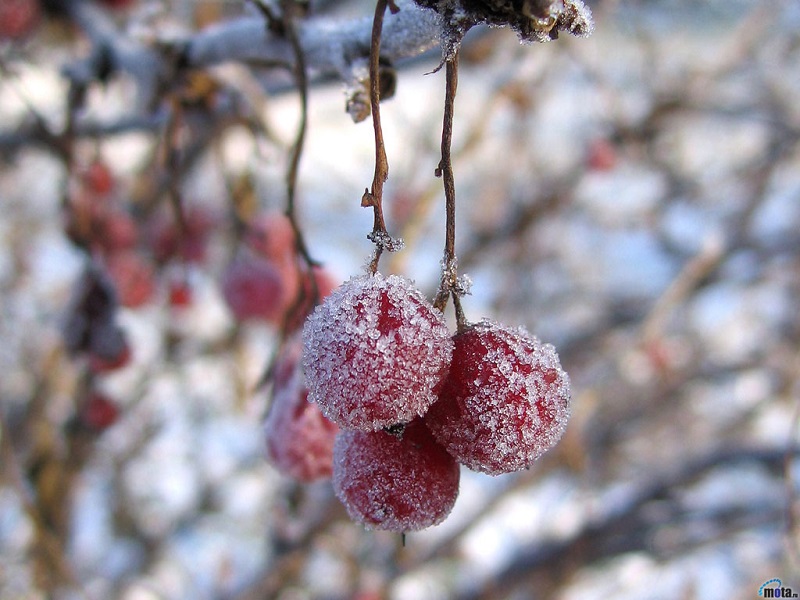 Những lý do nên đến Sapa vào mùa đông